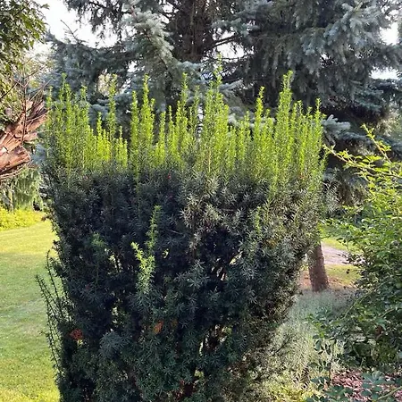 Villa Dom Z Ogrodem W Krakowie *