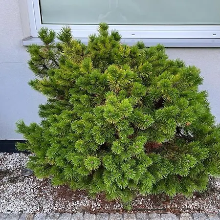 Dom Z Ogrodem W Krakowie Villa Krakau