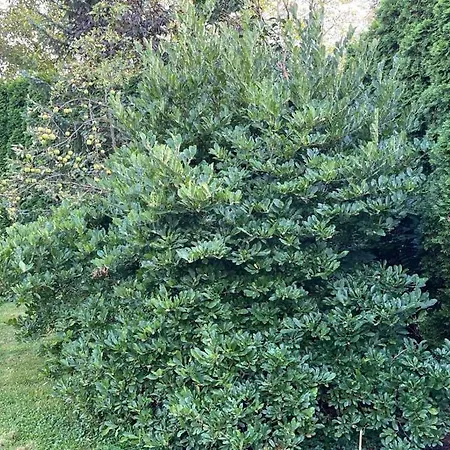 Villa Dom Z Ogrodem W Krakowie